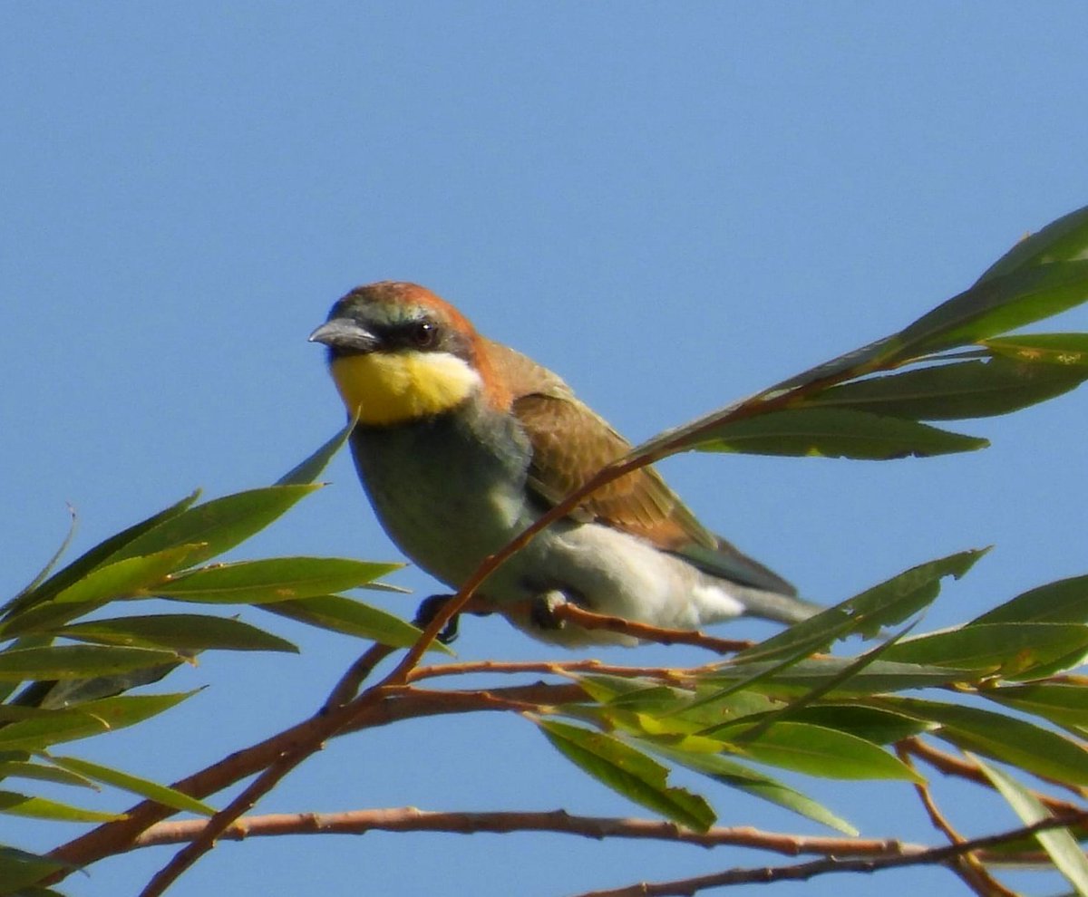 DruidaeDruidae's tweet photo. Abejarucos, Laguna de la Nava, Palencia
#abejaruco #europeanbeeeater #meropidae https://t.co/sWGtsoeSoN