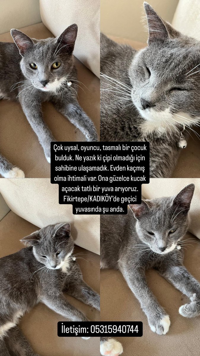 Fikirtepe bölgesinde tasmasıyla bulundu. Evden kaçmış olma ihtimali de var. Veterinere götürdük fakat çipi olmadığı için bir bilgi alamadık. Çok uysal bir kız çocuğu

#sahiplendirme #ilan #kedi #satınalmasahiplen <a href="/hacikosahiplen/">Haçiko Sahiplendirme</a> <a href="/KediSahiplendir/">Kedi Sahiplendirme</a> <a href="/kedikopeksahip/">kedi köpek sahiplendirme🔅🐾</a> @kedisahiplensek