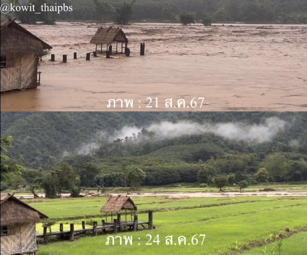 kowit_ThaiPBS's tweet photo. ภาพเปรียบเทียบ 

- น้ำป่าบริเวณบ้านต้นเขือง ต.ตับเต่า อ.เทิง จ.เชียงราย  (21 ส.ค.67) ช่วงที่เกิดน้ำป่าไหลหลาก

- ภาพปัจจุบัน (24 ส.ค.67) นาข้าวปัจจุบันไม่ตาย ดีใจกับชาวนาด้วยครับ https://t.co/xLVvSqhKbR