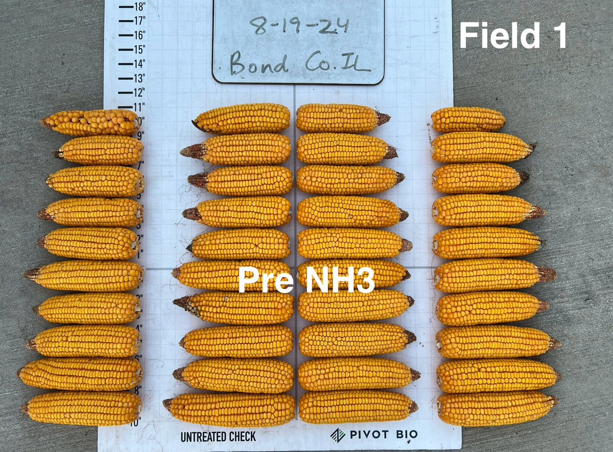 AllenP08's tweet photo. A tale of 2 N programs of 220#+N.  Field 1 Pivot ave 51 more total kernels/ear while Field 2 had only 12 more. Pivot provided the foundational 40# for both yet the split program recharged the system to maximize kernels. Replacing 40#N PP for 2025 will improve NUE and ROI. #4R https://t.co/hG23KILrsa