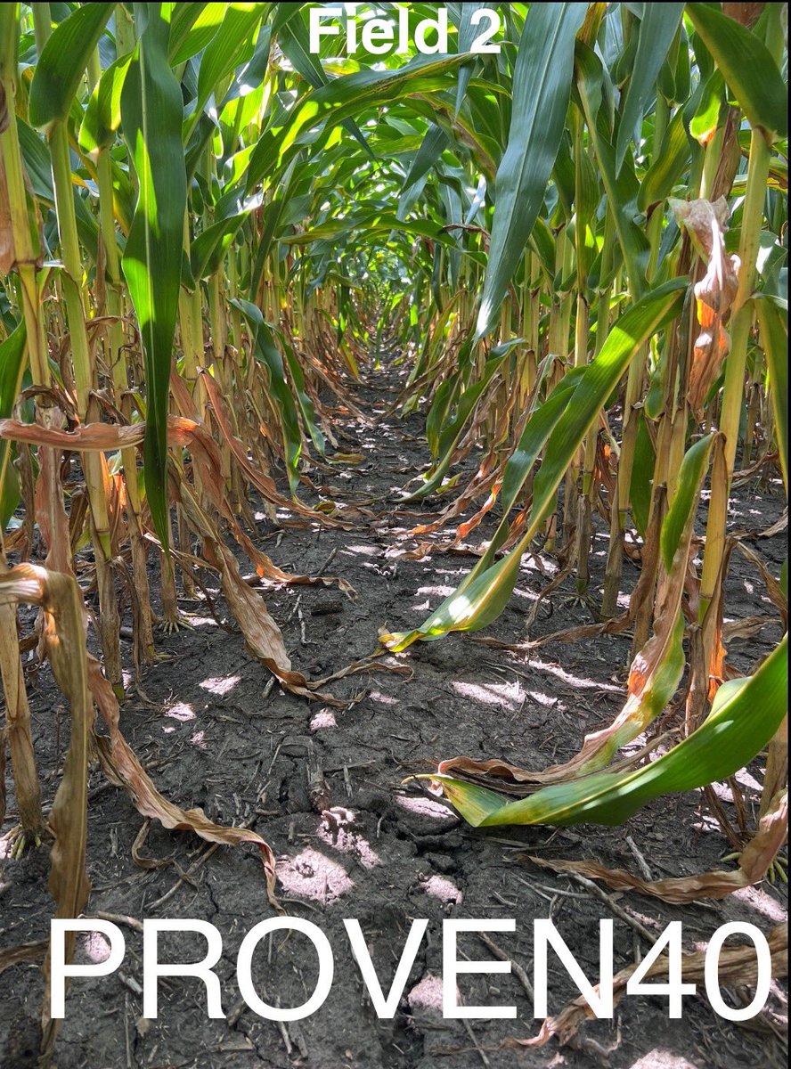 AllenP08's tweet photo. A tale of 2 N programs of 220#+N.  Field 1 Pivot ave 51 more total kernels/ear while Field 2 had only 12 more. Pivot provided the foundational 40# for both yet the split program recharged the system to maximize kernels. Replacing 40#N PP for 2025 will improve NUE and ROI. #4R https://t.co/hG23KILrsa
