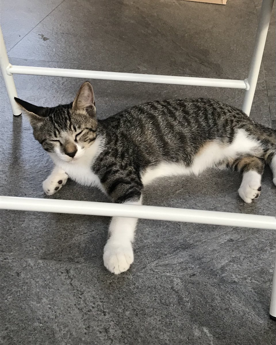 moraguha's tweet photo. 오늘도 잠을 이기고 노는 도동이

#고양이입양 #고양이임보 #고양이입양홍보 https://t.co/sizKSl2D7S