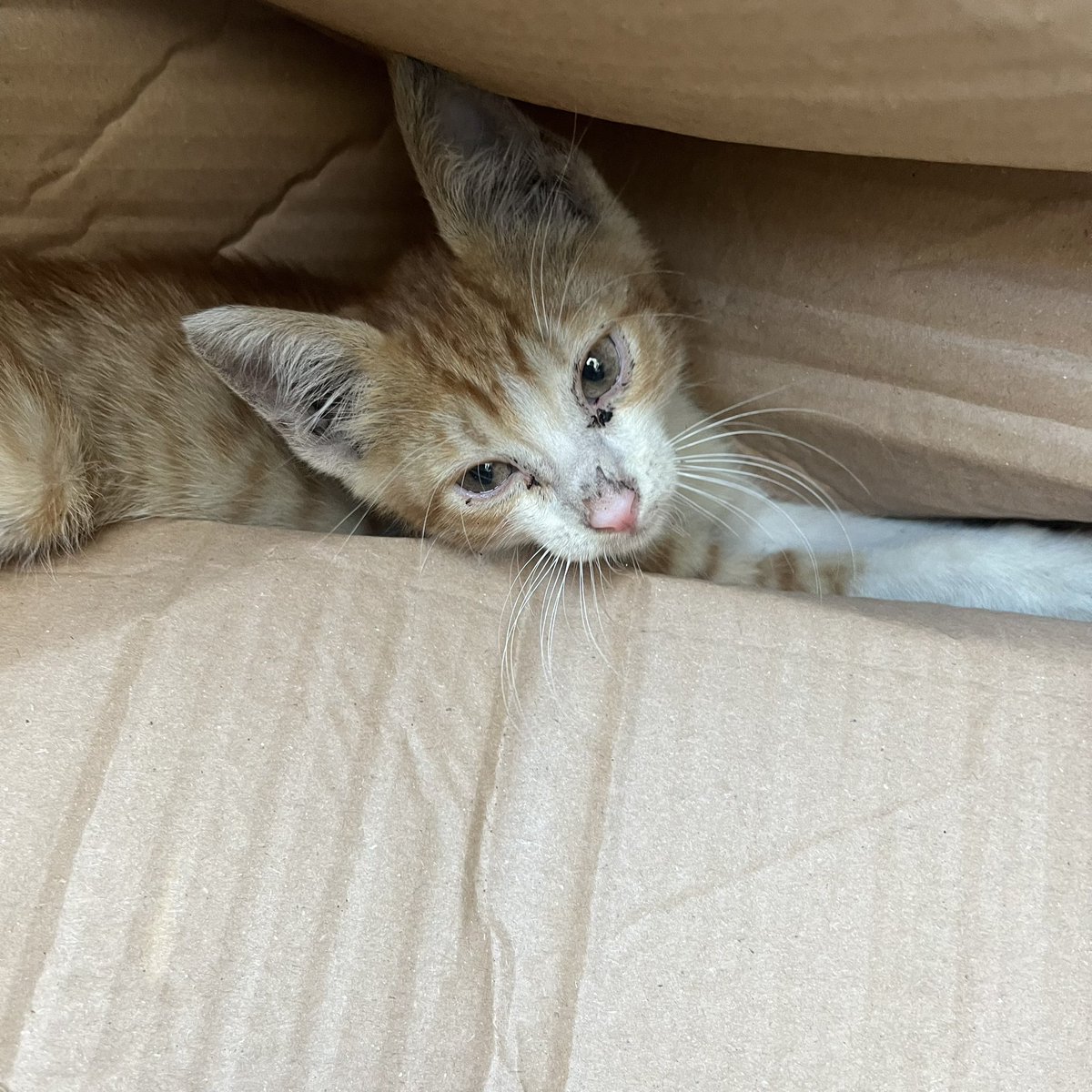 chstoria's tweet photo. işten dönerken bir kedi buldum gözleri böyleydi,çok kötüydü makat kısmı. veteriner iç dış parazit ve antibiyotik yaptı kocaelideyim sahiplenebilecek var mı ufacık keşke kendim alabilseydim alamıyorum lütfen yaymama yardım edin küçücük ölsün istemiyorum https://t.co/cM5s22yv7H