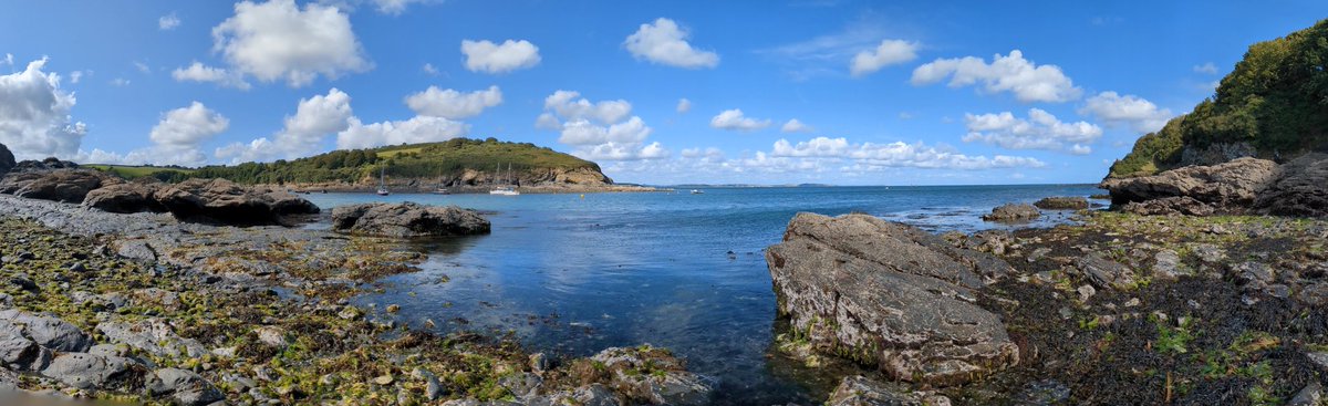 FeralTree's tweet image. Lizard