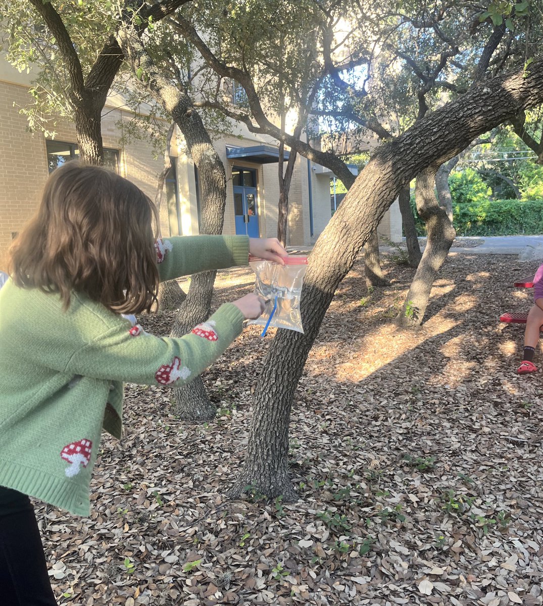 Jamie McBee (@jamiemcbee) on Twitter photo We had a fabulous first week of 5th grade. Tons of collaboration ☺️ #teamwork <a href="/NISD/">Northside ISD</a> <a href="/NISDBraunStat/">Braun Station Elem.</a> We had a fabulous first week of 5th grade. Tons of collaboration ☺️ #teamwork <a href="/NISD/">Northside ISD</a> <a href="/NISDBraunStat/">Braun Station Elem.</a>