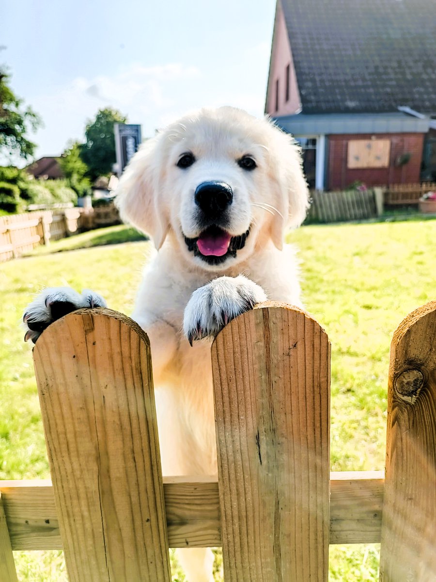 Jetzt weiss ich wieso alle Leute von der Strasse mich immer anschauen und lächeln, mein Frauchen musste sich selber überzeugen und hat von mir ein Foto gemacht. Sehe ich nicht einfach süss aus
?😇☺️😍🥰🫠💓 Schönes Weekend.