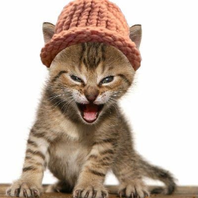 catwifhatsolana's tweet photo. Weekly 150 million $CWIF giveaway 🎉

Entry 🎟️
1. Like + Re-tweet
2. Reply your $SOL address &amp; Telegram name
3. Follow @cwifsoldier, @burning_kitty, @AstaWeb3, @mackinos, and @OmarOurf
4. Join Telegram: https://t.co/JaIwIhV7Qe

10 winners of 15m $CWIF each in 48 hrs! GL 😸 https://t.co/XUXrX9u1rk