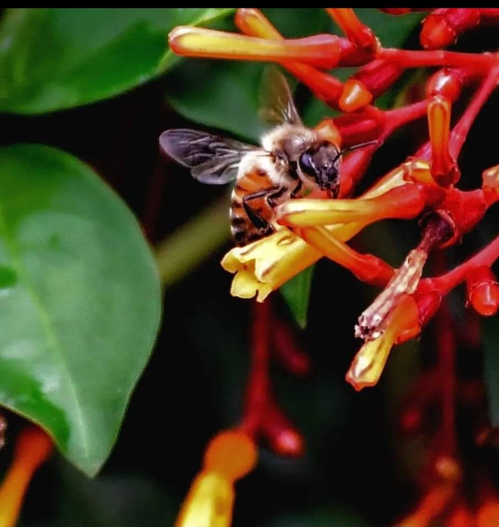 Matthew79n2's tweet photo. #pollinators #firebush #bees https://t.co/EF6zDzV57O