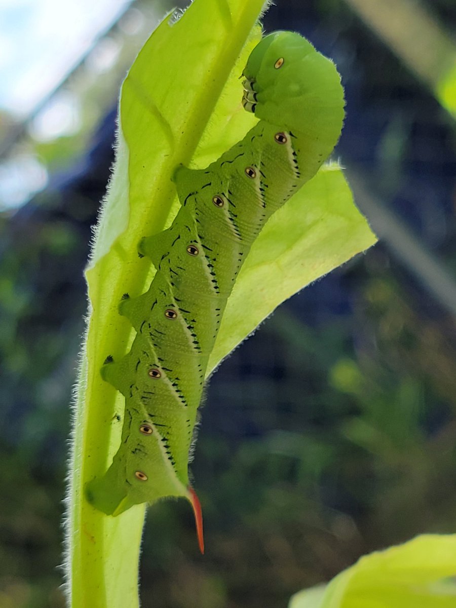 New garden friend, but the tobacco is not happy...