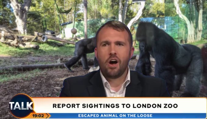 Can you help? Report all sighting to London Zoo of the escaped animal known as "Gullis" https://t.co<a href="/tag/seagullis"class="tags"><span>#seagullis</span></a>