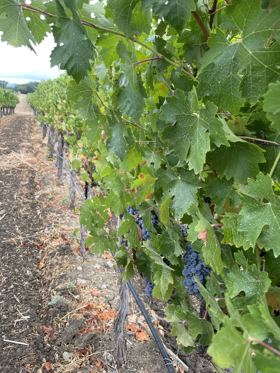 It’s #Harvest season in ⁦<a href="/VisitNapaValley/">Visit Napa Valley</a>⁩ !!