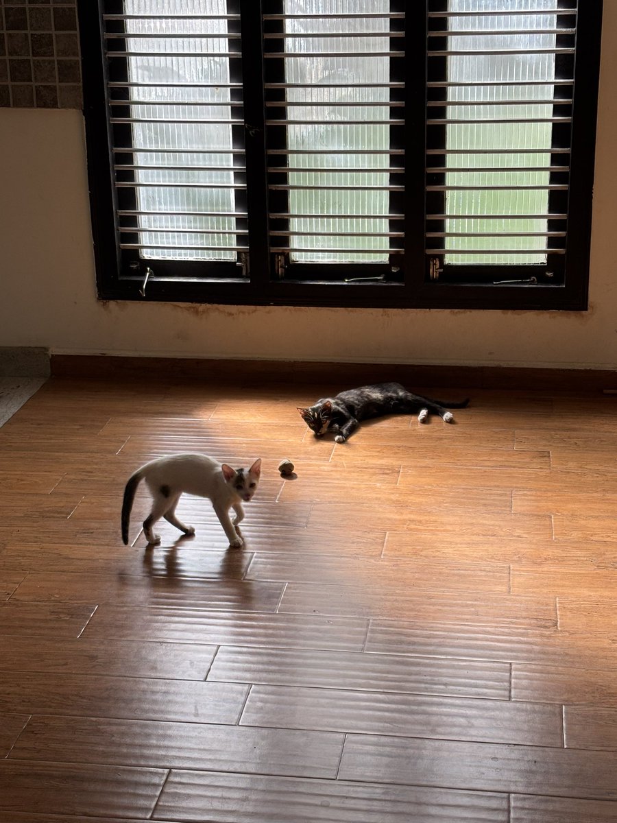 schrodingersmao's tweet photo. he’s super friendly and energetic, gets along well with other cats and people. Currently in Koramangala https://t.co/G7eO8DOEyn