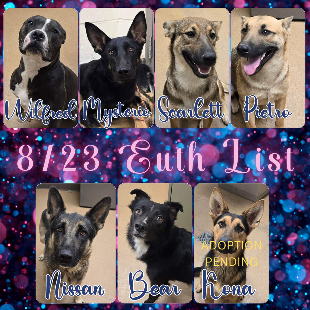 Keith Olbermann's Dogs (@tomjumbogrumbo) on Twitter photo A new list and another line of adoptable dogs who will lose their lives in Apple Valley CA. All are beautiful and in need of help. Posts will follow, please repost/share and pledge if you're able, email keitholbermanndogs@gmail.com if you can help anyone. Thank you. A new list and another line of adoptable dogs who will lose their lives in Apple Valley CA. All are beautiful and in need of help. Posts will follow, please repost/share and pledge if you're able, email keitholbermanndogs@gmail.com if you can help anyone. Thank you.