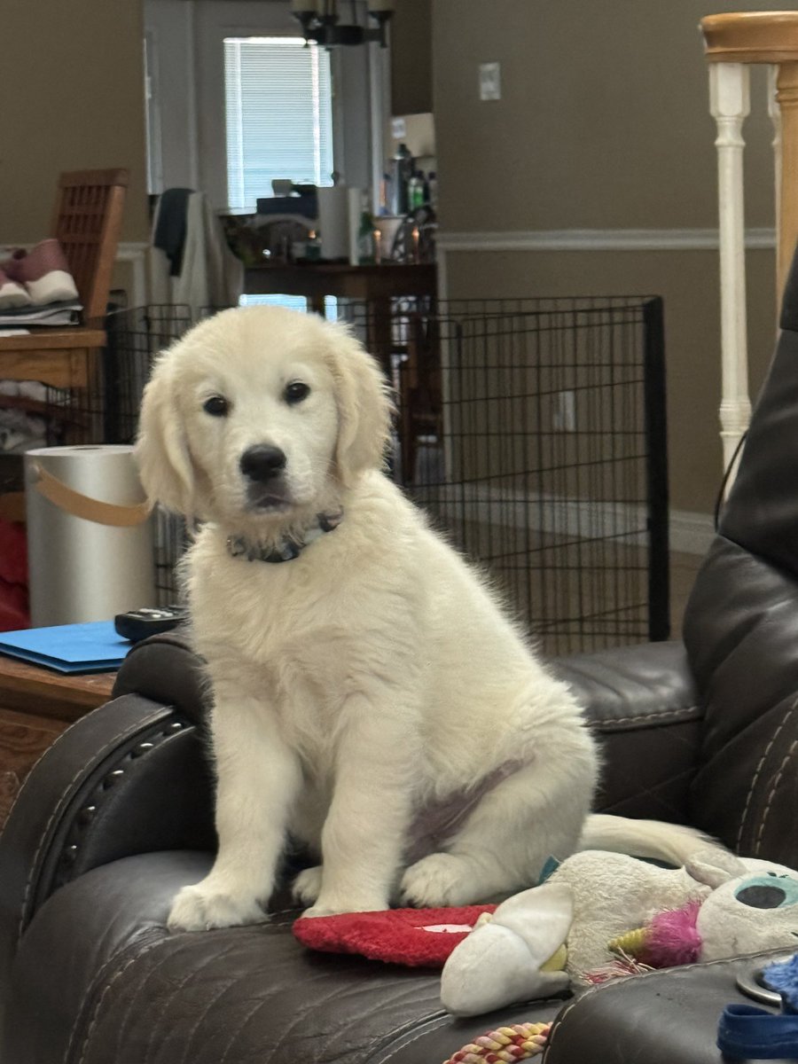 Tiff_A_RN's tweet photo. Kimber is growing so fast and such an amazing golden retriever just like the other 3 golden’s!
#dogs #dogsofX #goldenretriever #ECGR https://t.co/n1ITYkcI9t