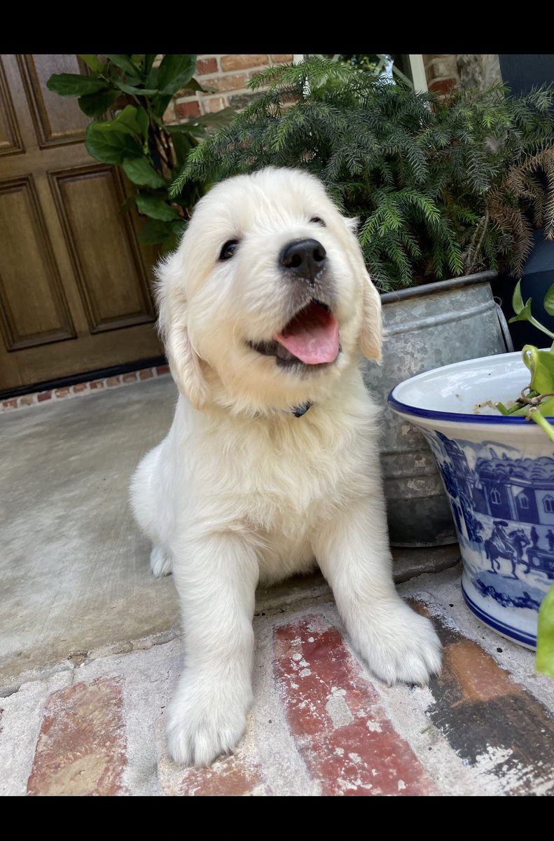 Tiff_A_RN's tweet photo. Kimber is growing so fast and such an amazing golden retriever just like the other 3 golden’s!
#dogs #dogsofX #goldenretriever #ECGR https://t.co/n1ITYkcI9t
