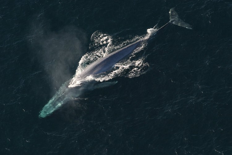 ꒰ blue whale (Balaenoptera musculus)🐋.˳⁺⁎˚ ⋆