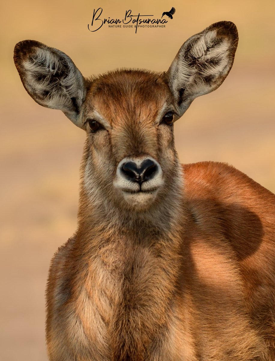 BrianSafariGuid's tweet image. || CURIOSITY || 

Looking with curiosity is a baby Waterbuck who seemed to be alert of danger in the area as we only drove 3 minutes ( 70 meters ) and sighted a leopard that was stalking it. 

📍Lake Mburo National Park

#NatureGuide #IamFGASA #natgeotravel #natgeoyourshot