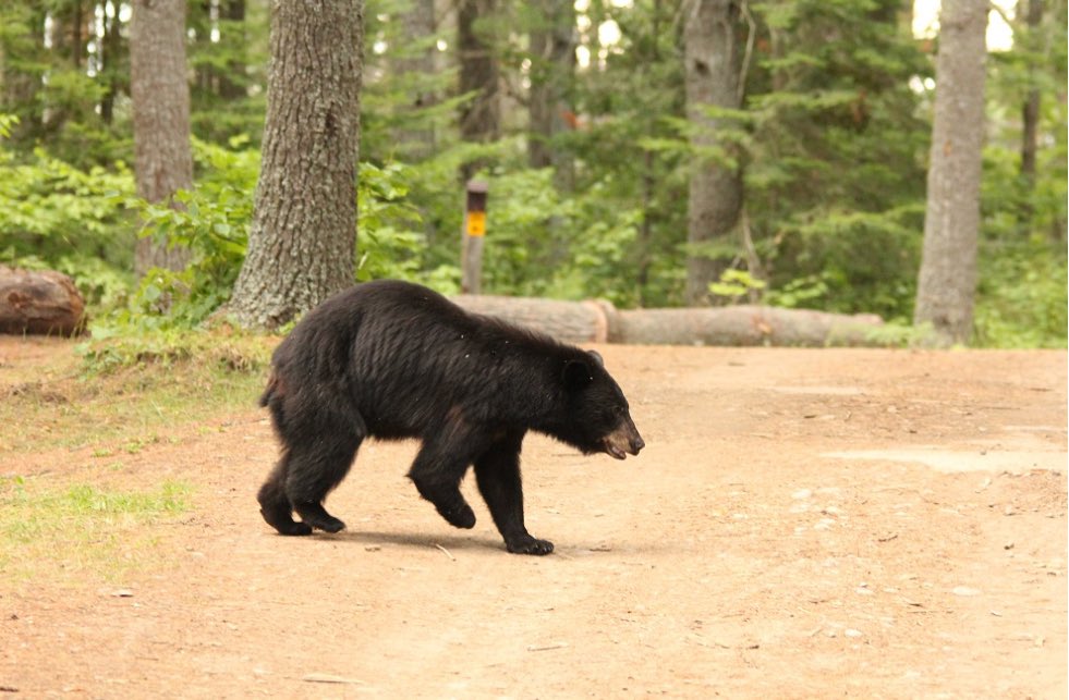 As summer winds down, black bears are in hyperphagia, eating up to 20,000 calories a day to prepare for hibernation. You may spot them foraging for food in the park
Remember to keep your distance and store food safely! 🐻🍽️ 
#renebrunellepp #BearSafety