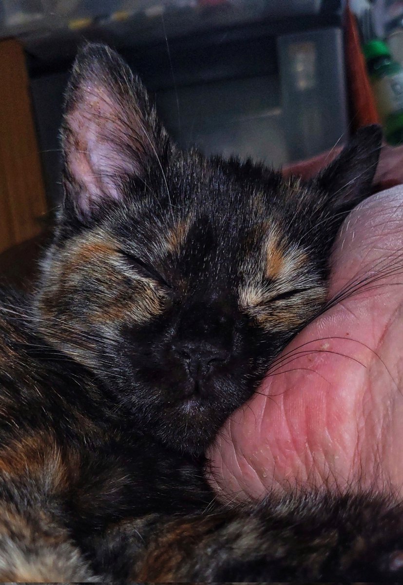 Tikkas #Caturday mood is truly inspiring.