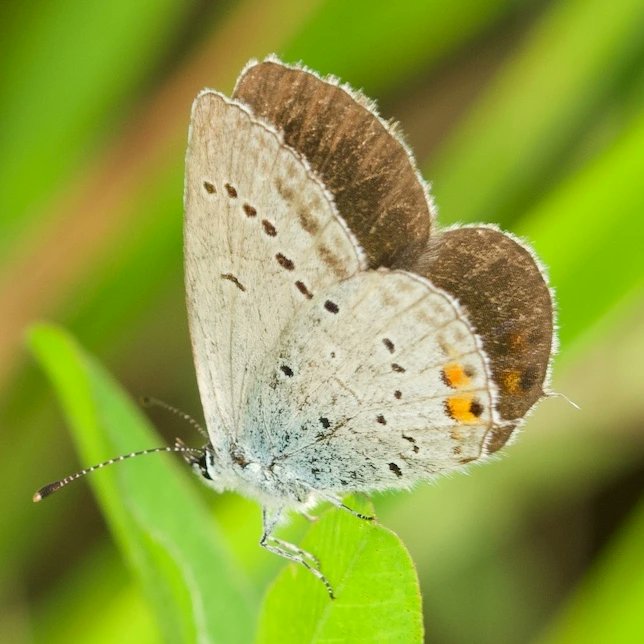 Kurzschwänzige Bläuling (Cupido argiades) , Magerbrache Schleuse-Bolzum , 24.8.2024 Das hier gezeigte Weibchen ist m.W. der Erstnachweis für die Stadt Sehnde