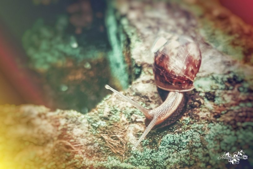 jesulewami15's tweet photo. Day 16 of 30days Nature photography challenge 
#30daynaturephotographywith @TECNOMobileNG 

Nature photograph of the day 
Shot on: Techno camon 18i
Editing tools: Lightroom,Snapseed, pixellab 

#Jesulewamiphotography
#NaturePhotography 
#creativephotography 
#IamChristambassador https://t.co/UIy2v4q82L
