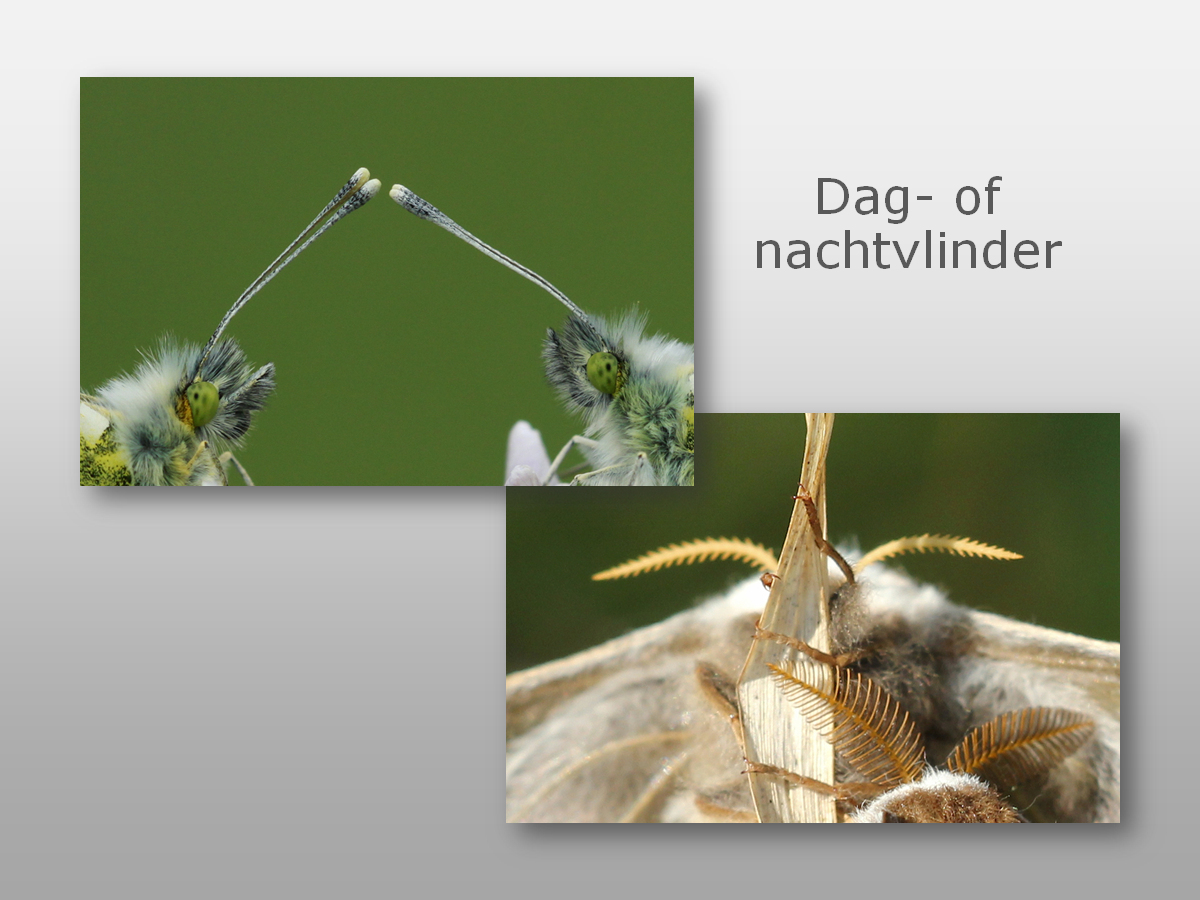 fochtelooerveen info tweet media