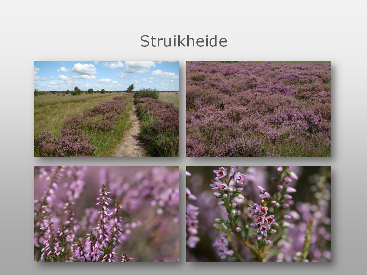 fochtelooerveen info tweet media