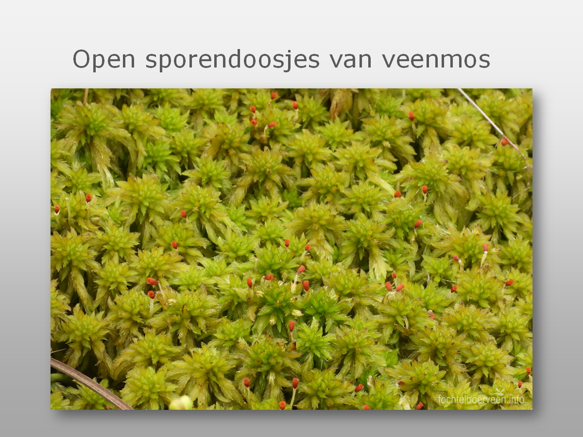 fochtelooerveen info tweet media