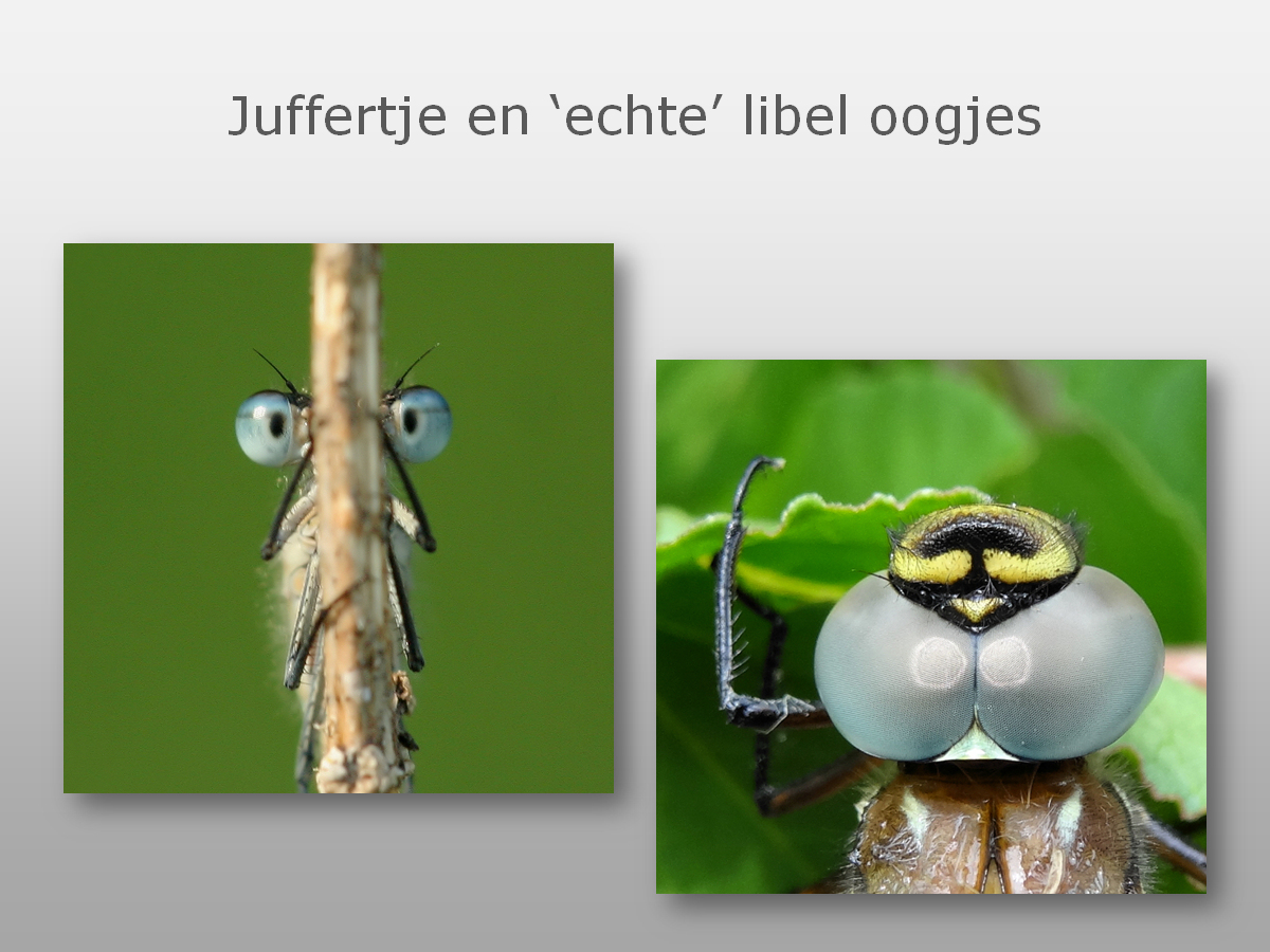 fochtelooerveen info tweet media