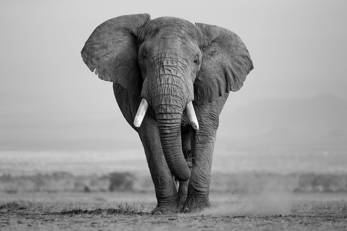 DiannCJohnson's tweet photo. Proud to say my photo is on exhibit at the Smithsonian in Washington DC at the Ripley Center. #wildlifephotography #photojournalism #AfricanSafari #worldtravel #artexhibits #wildlifeconservation https://t.co/F4Wf4O8JWx