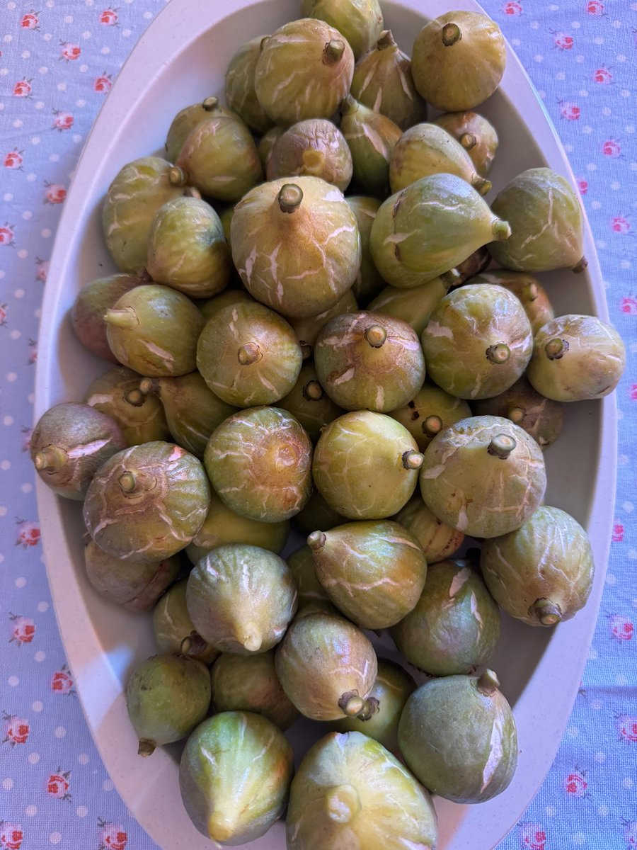 apanhados com muito amor e carinho