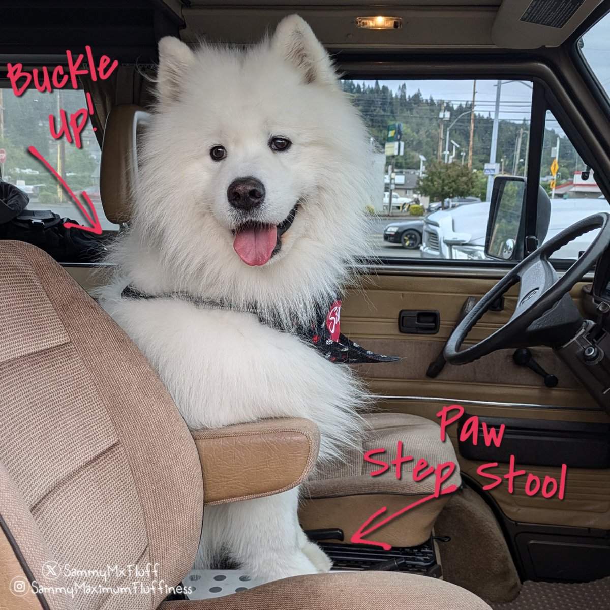 SammyMxFluff's tweet photo. My favorite spot when on a van ride 😁 Yes, it looks to people passing on the right like I'm driving 😂🤣🐾

#dogdriver #funnydog #doglife #vanlife #vwvan #dogcarride #bestdogever #samoyedlove #sammymaximumfluffiness https://t.co/emy0dGMEeC