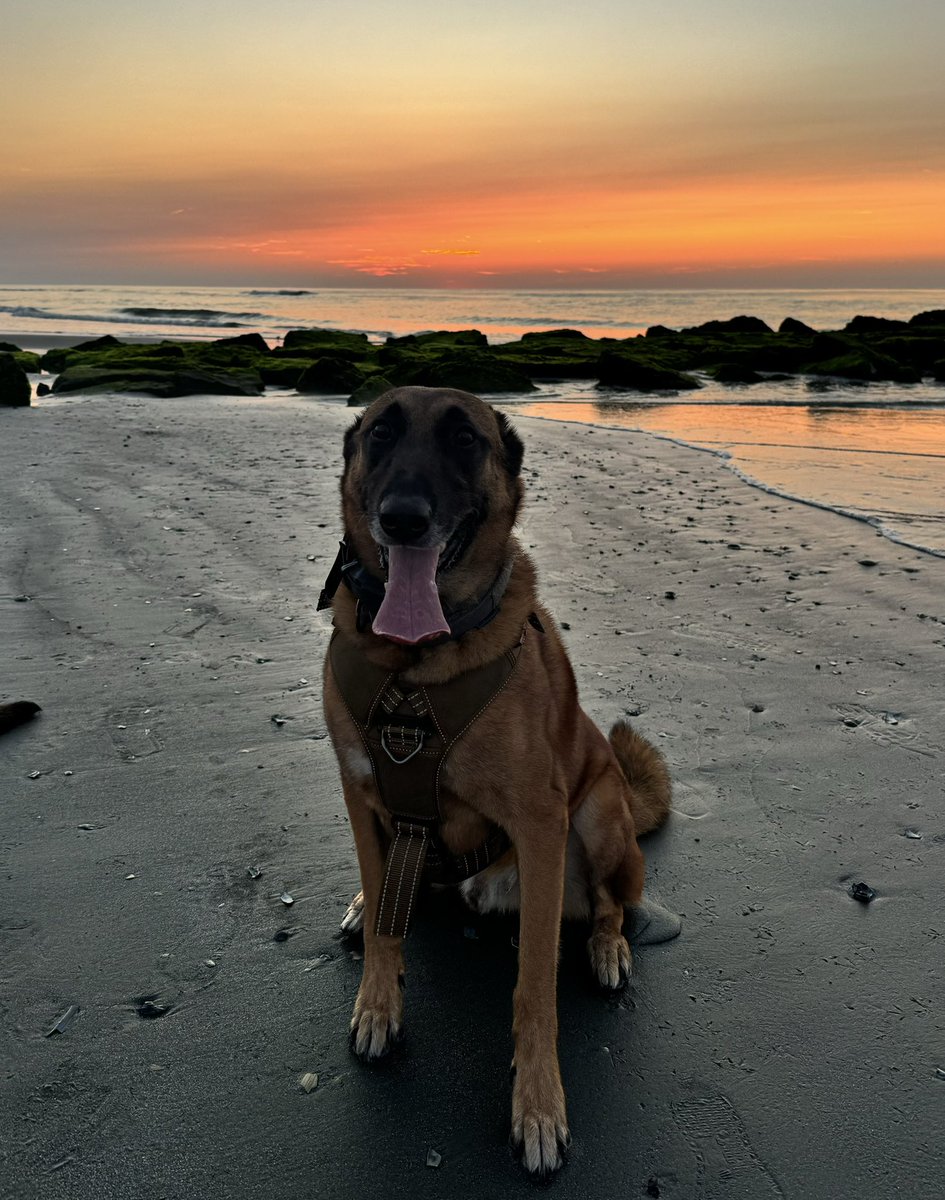 PackRunK9's tweet photo. Best running buddies ever!
#runningwithdogs #beachrun #packrun #sunrise #brigantinebeach https://t.co/HSbCzUse6X