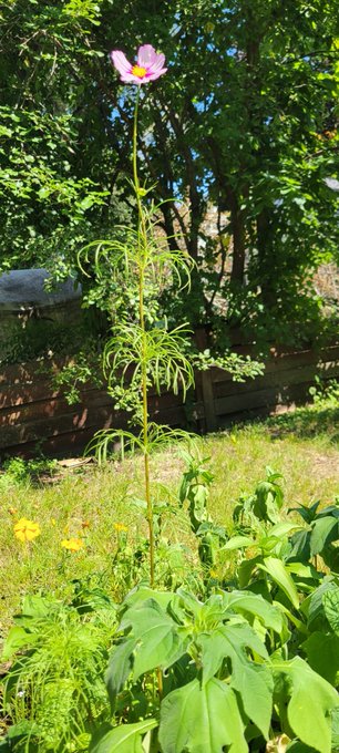 Say hay to my gay pride flower bed, the one thing that serves as a reminder beauty can come from pain<a href="/tag/ass"class="tags"><span>#ass</span></a>