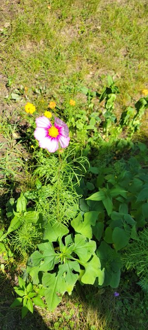 Say hay to my gay pride flower bed, the one thing that serves as a reminder beauty can come from pain<a href="/tag/ass"class="tags"><span>#ass</span></a>