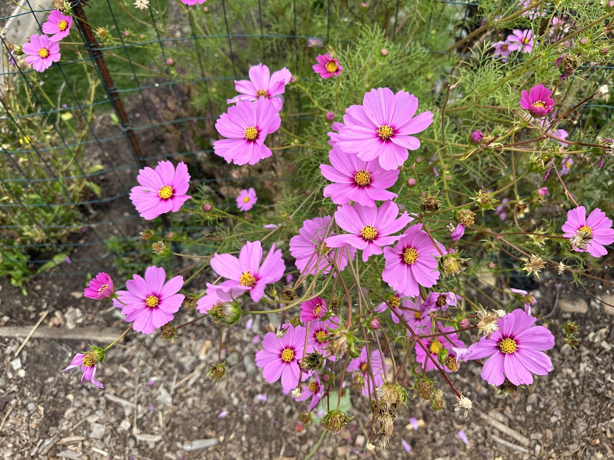 rickysteacup's tweet photo. from a community garden I explored yesterday 💐🌾🌸

this had the magenta morning glories, a ton of pastel roses, cosmos, zinnias and common zinnias, and pink and purple dahlias https://t.co/b5Eg8TCdna