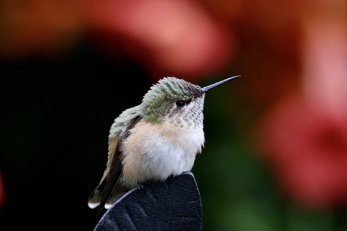 jw2008SS00's tweet photo. Rufous hummingbird Boise urban wildlife: #birdphotography #hummingbird #birdwatching #wildlifephotography #NaturePhotography #Boise https://t.co/0HwdDNAXwG