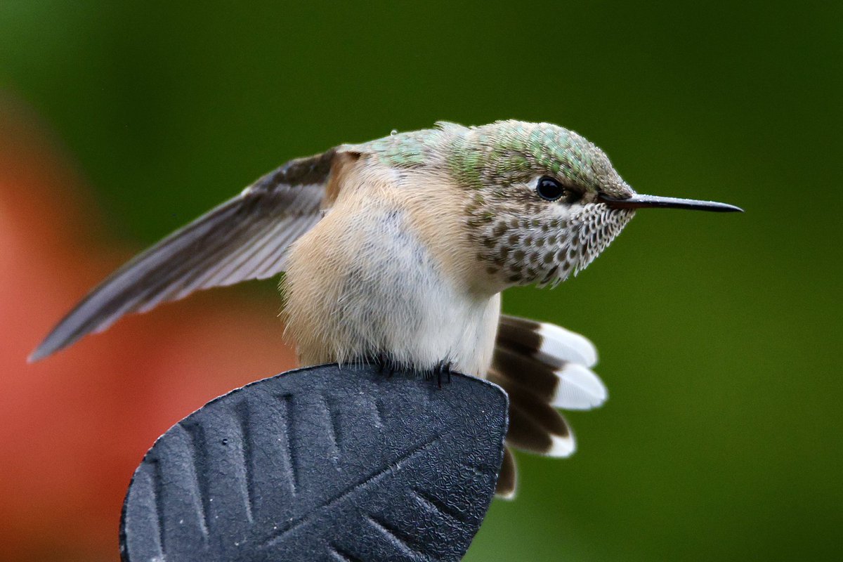 jw2008SS00's tweet photo. Rufous hummingbird Boise urban wildlife: #birdphotography #hummingbird #birdwatching #wildlifephotography #NaturePhotography #Boise https://t.co/0HwdDNAXwG