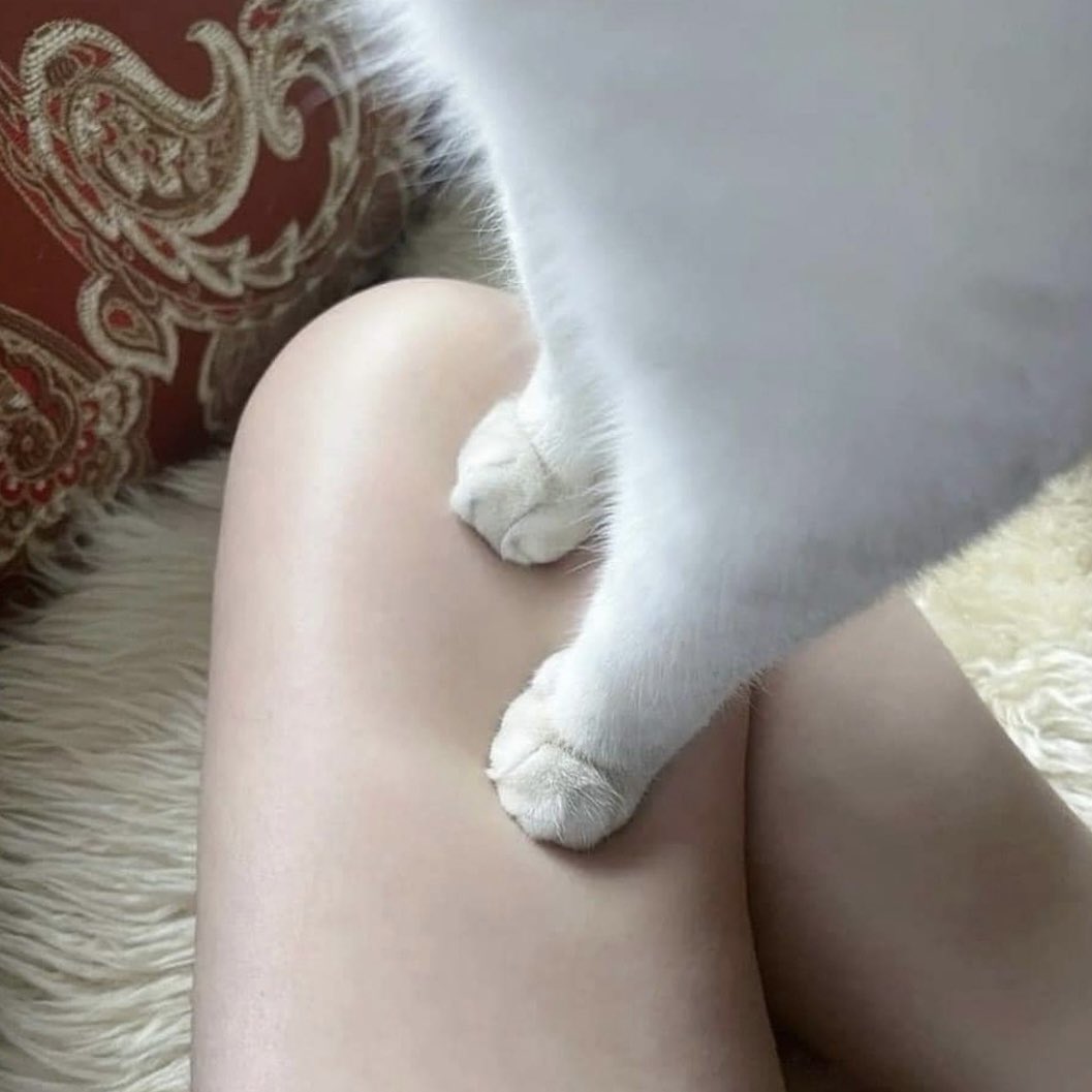 Punch Cat tweet media