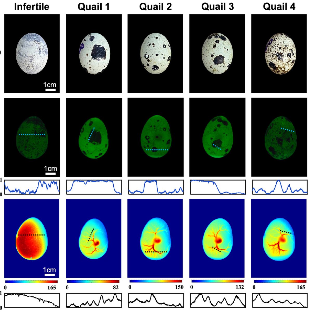 OpticaPubsGroup's tweet image. An Editors&apos; Pick via #OPG_BOEx: Non-invasive laser speckle contrast imaging (LSCI) of extra-embryonic blood vessels in intact avian eggs at early developmental stages bit.ly/3Szoj9f #LaserSpeckleContrastImaging #ImagingTechniques @Caltech