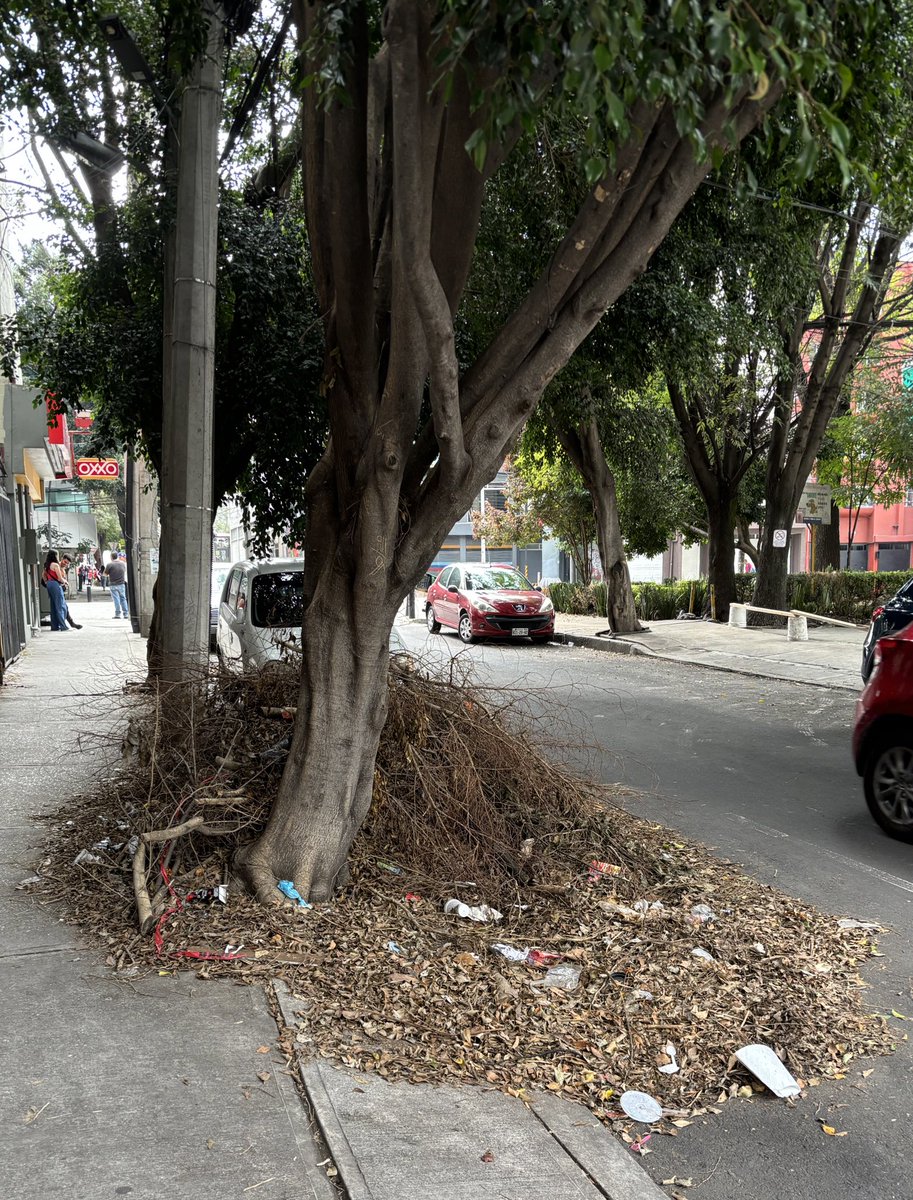 natolion's tweet photo. @BJAlcaldia @SOBSECDMX En calle Rubens casi esquina Patriotismo, ramas y hojas secas llevan tres semanas sobre la banqueta y el pavimento. Solicito apoyo para su retiro. https://t.co/g5A4BVNcsj