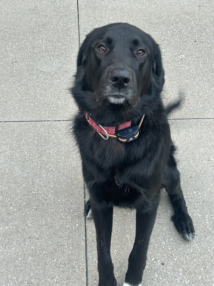 Buster072723's tweet photo. Great morning coffee after a Red Rider win! #redridernation 🐾🐕‍🦺 https://t.co/AjUKh1BhOJ