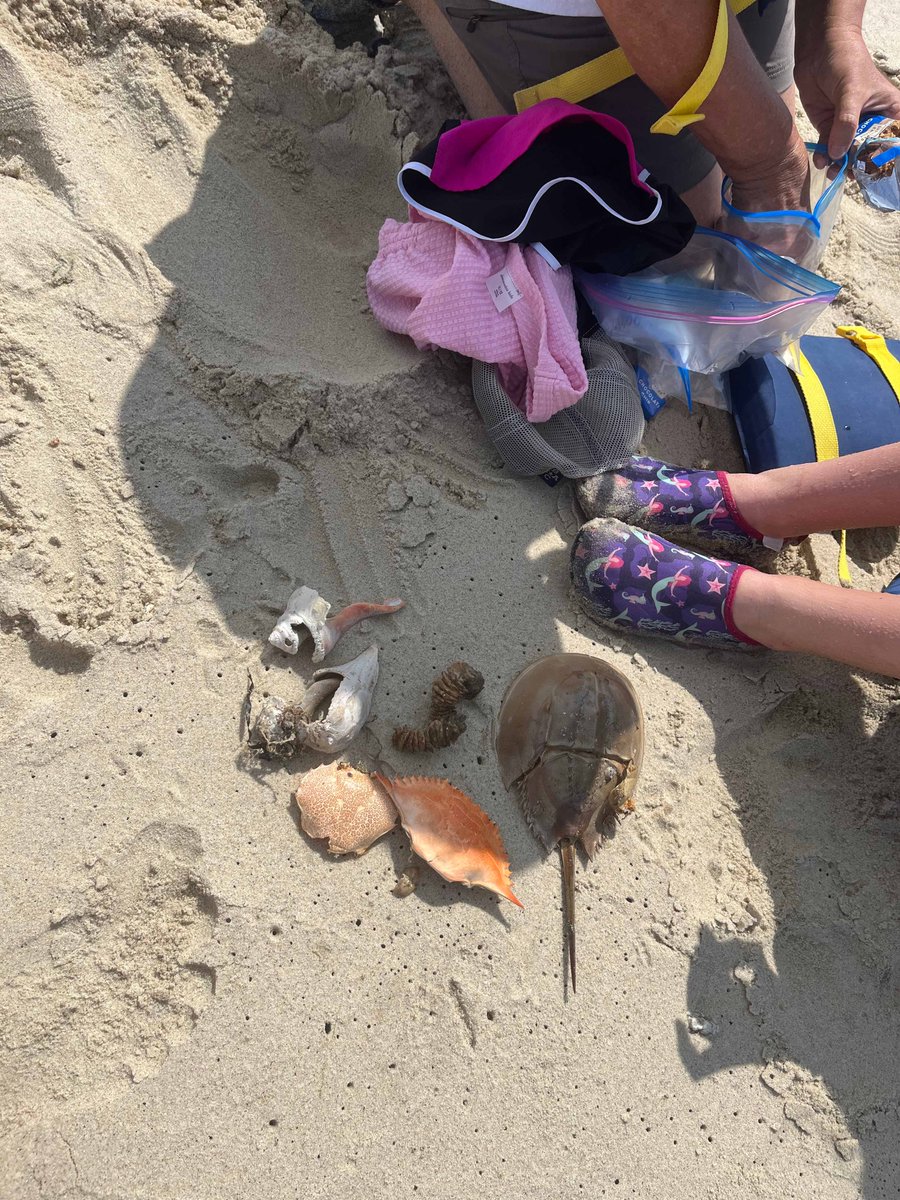 RideAwayCapeCod's tweet photo. Today's Haul !

#rideawayadventures #capecodlife #beachtreasures https://t.co/er1yayRerJ