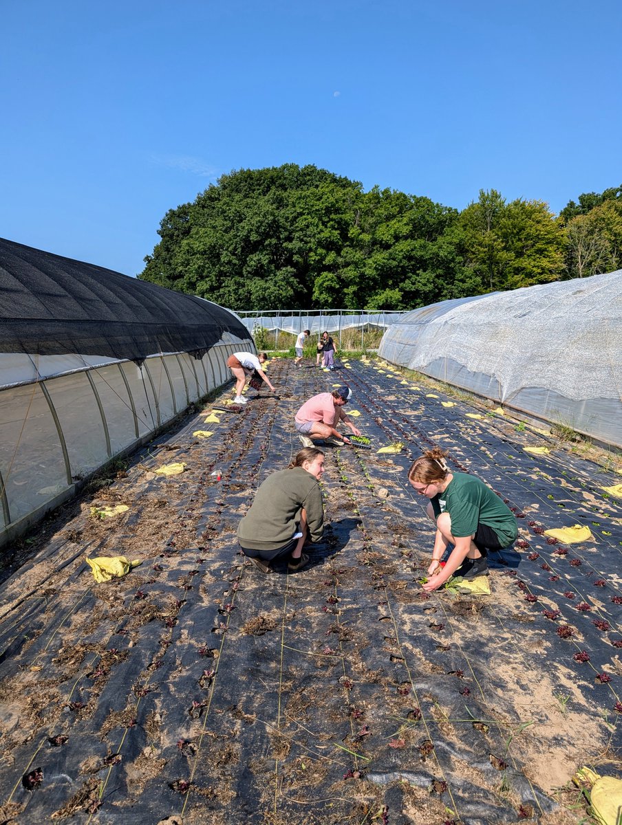 MSU_Recovery's tweet photo. We had fun volunteering today, planting lettuce and harvesting tomatoes! Thank you to MSU Student Organic Farm for hosting us and for the important work you do growing organic food on-campus!

#CollegiateRecovery https://t.co/b4yEWK2LRC