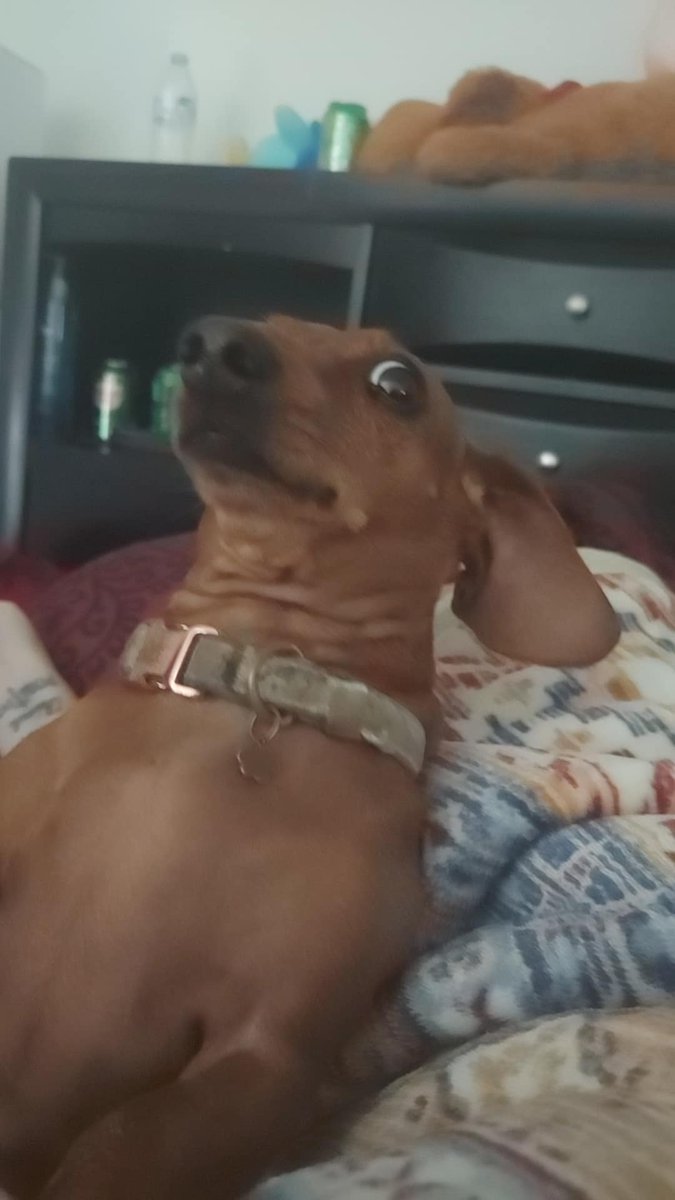 TheKatthouseTTV's tweet photo. We told biscuit she's gonna be a big sister. I didn't think she approves. https://t.co/z3jrrjJ3U9