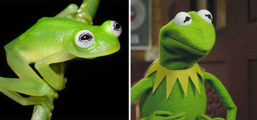 Rincevent_'s tweet photo. Hyalinobatrachium dianae, la vraie Kermitt la grenouille.
https://t.co/sU0GQmZiME
#nature #kermitthefrog #ressemblance #grenouille https://t.co/XgUcwbDmHb
