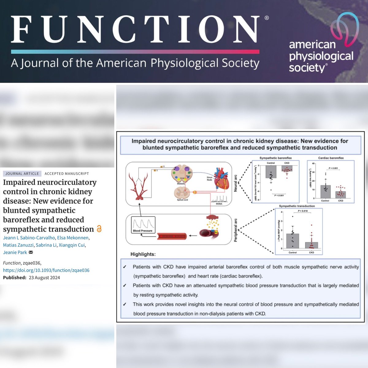 parklabatemory's tweet photo. Check out our new paper led by @JeannSabino !

Impaired neurocirculatory control in #CKD : New evidence for blunted #SympatheticBaroreflex and reduced #SympatheticTransduction 

@JeanieParkMDMS @APS_Function @EmoryDeptofMed @APSPhysiology 

https://t.co/eIB3TkBN24 https://t.co/xTDLPlPKU3
