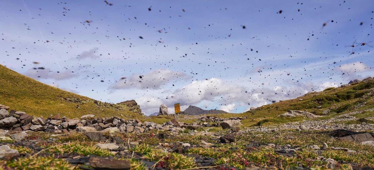 A composite image of just two seconds worth of insect migration in the Pyrenees!

You can see that the vast majority are flies, although there's a dragon on the far right.

We recorded 17 million (!!) insects moving south each autumn through this 30m wide pass. Paper: