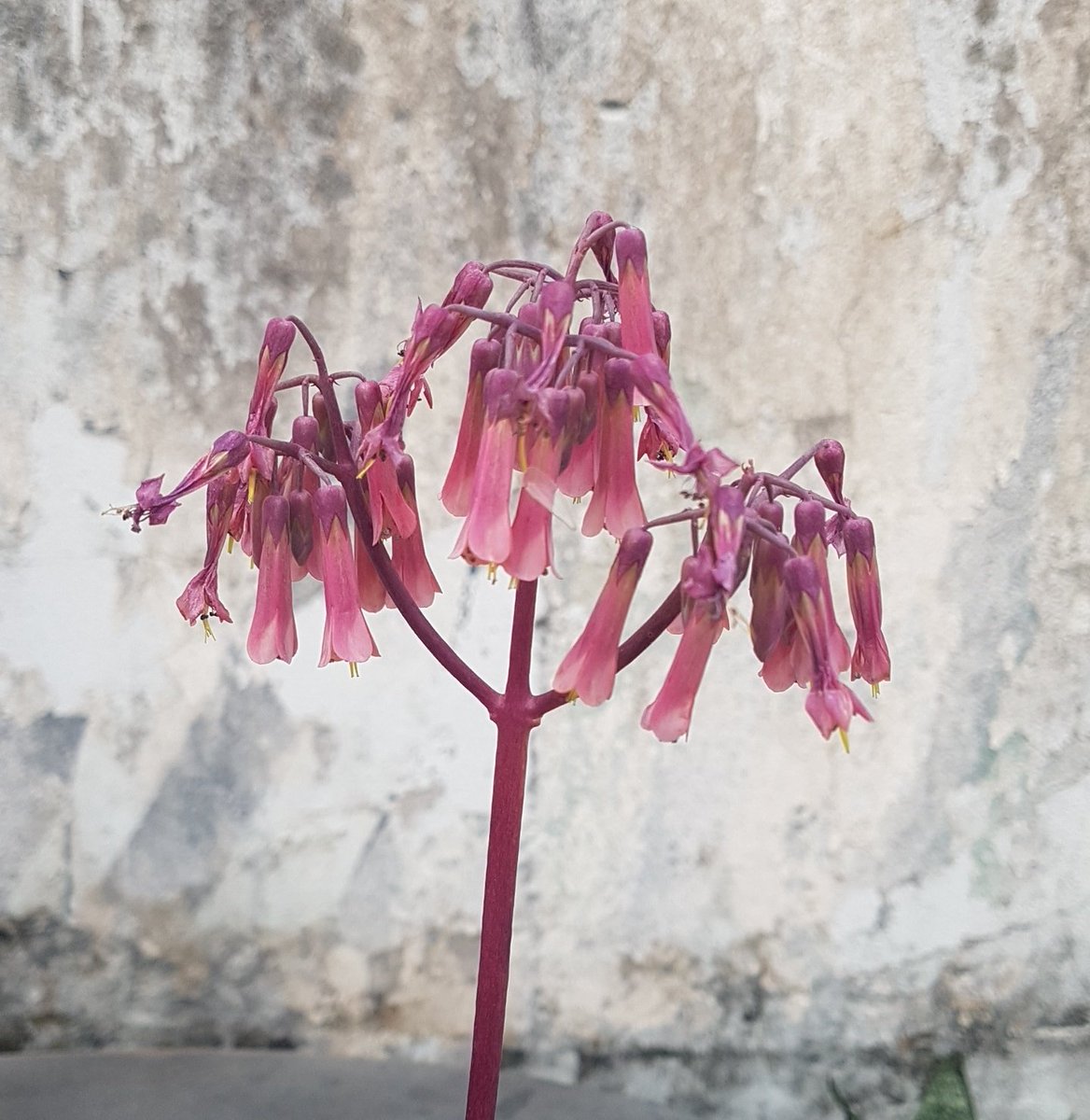 André [Vésper] tweet media