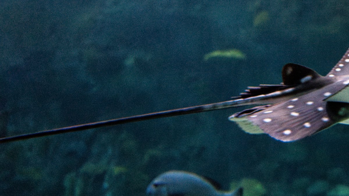 🔴 Ocean Pavilion live feed update: seattleaquarium.org/stories/3-2-1-…

Can you identify this species that recently moved into the Ocean Pavilion? Here’s a hint: He’s often *spotted* gliding through the building’s largest habitat, The Reef, with his tail trailing behind.